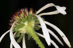 Sanguine purple coneflower